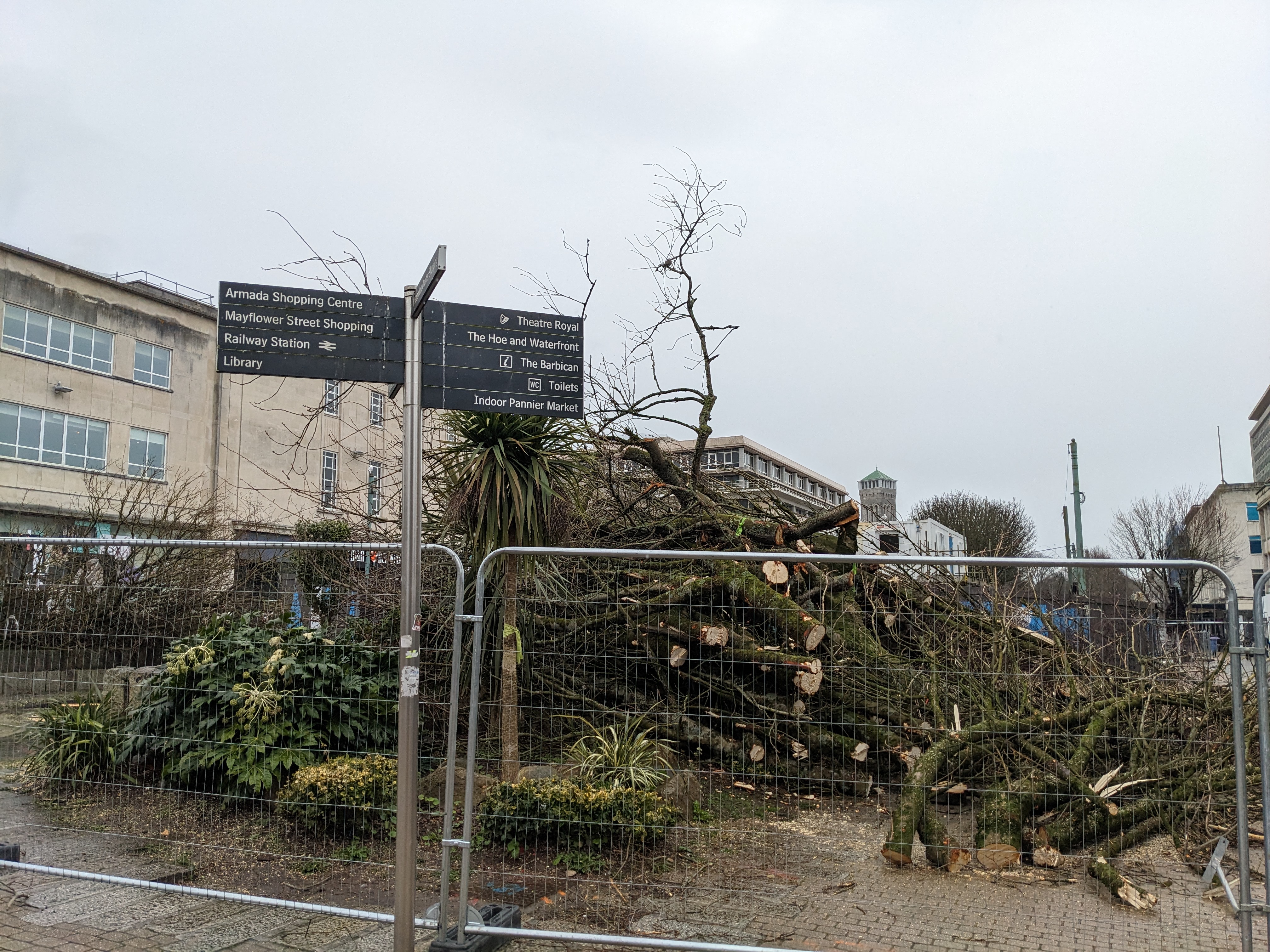 Plans to bring judicial review against Plymouth tree felling scheme